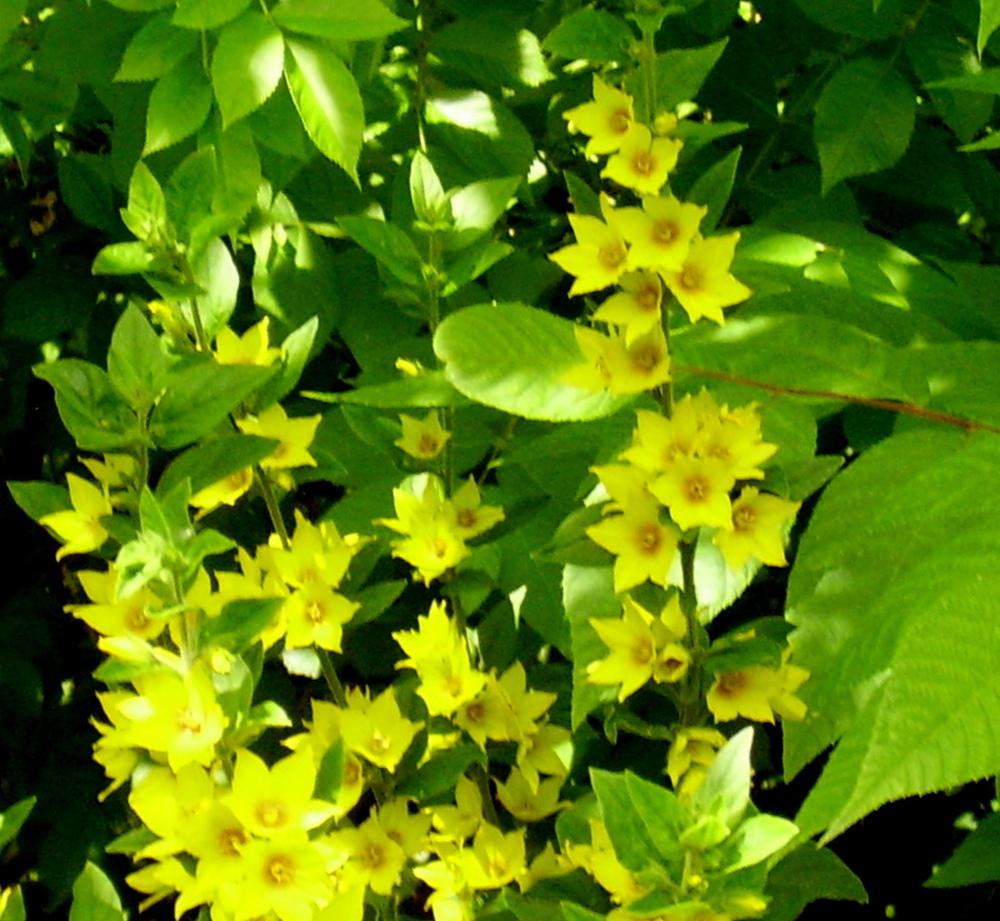 Photo of Yellow Loosestrife (Lysimachia punctata) uploaded by HemNorth