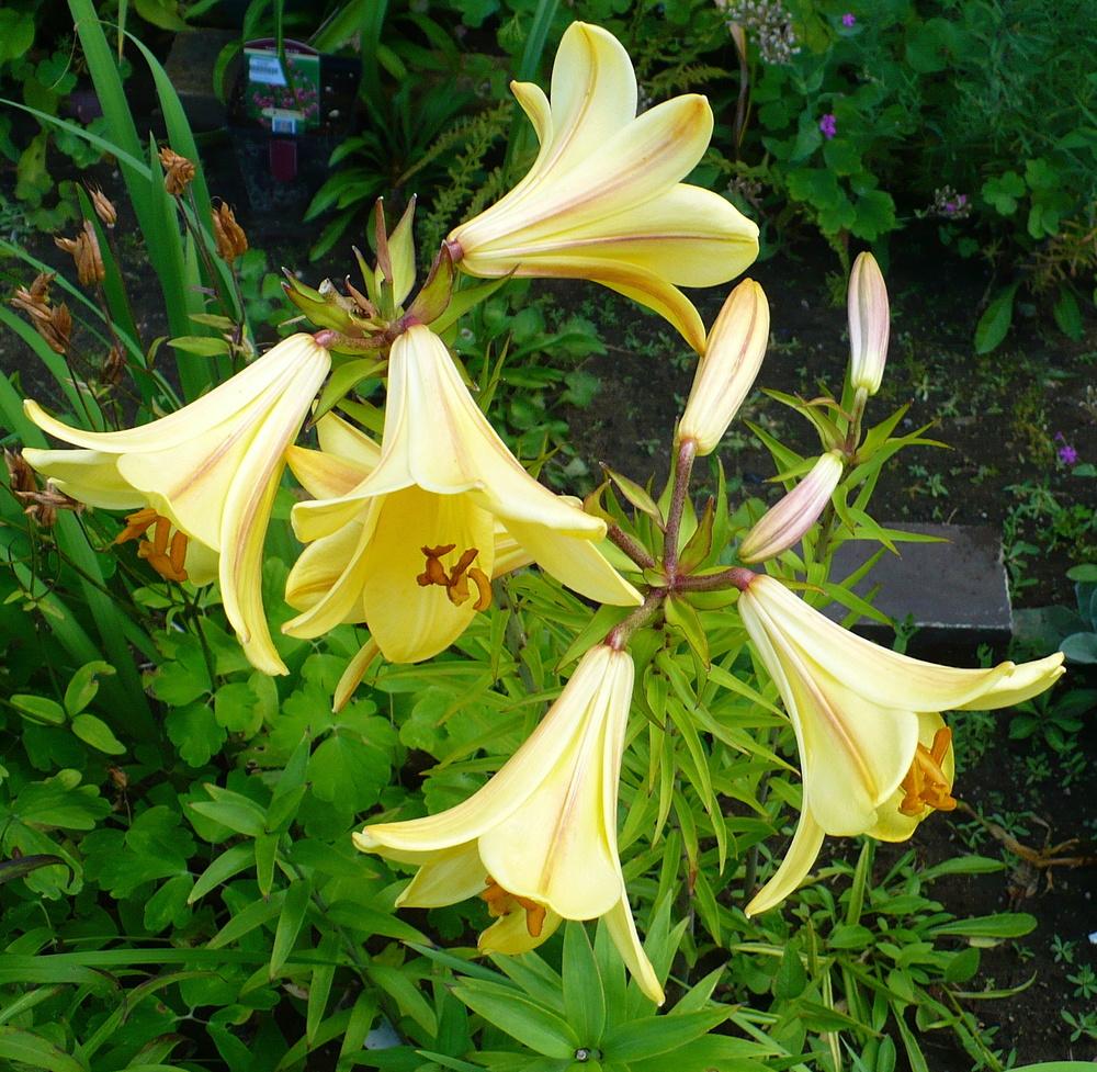 Photo of Lily (Lilium Golden Splendor) uploaded by HemNorth