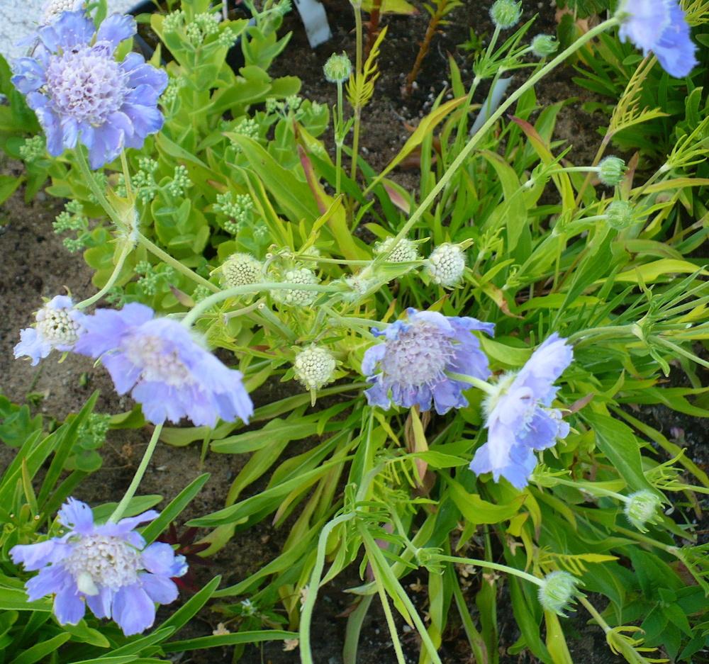 Photo of Pincushion Flower (Lomelosia caucasica 'Perfecta Blue') uploaded by HemNorth