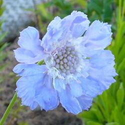 Location: Nora's Garden - Castlegar, B.C.
Date: 2016-07-15
Light mauve blue and airy blossoms.