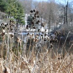 Location: Jenkins Arboretum in Berwyn, Pennsylvania
Date: 2018-02-18
brown capsules in winter at the pond area