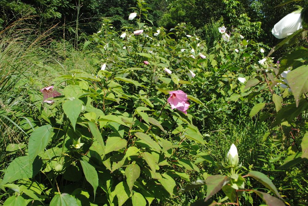 Photo of Hardy Hibiscus (Hibiscus moscheutos) uploaded by ILPARW