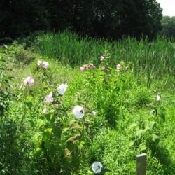 Location: Nottingham Park in southeast pennsylvania
Date: 2008-08-01
wild plants in bloom in a marsh