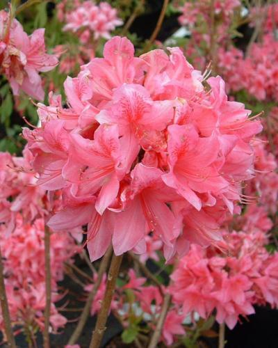 Photo of Azalea (Rhododendron 'Rosy Lights') uploaded by Joy