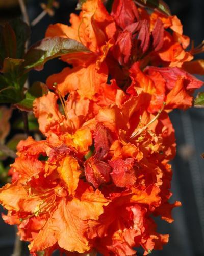 Photo of Azalea (Rhododendron 'Gibraltar') uploaded by Joy