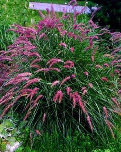 Photo of Oriental Fountain Grass (Cenchrus orientalis 'Karley Rose') uploaded by Joy