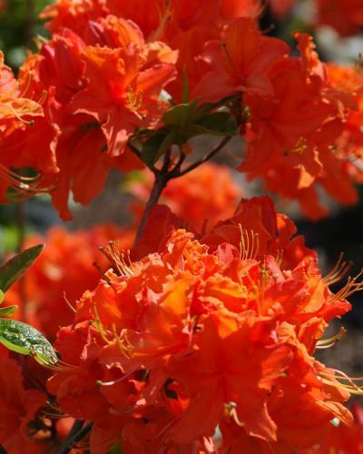 Photo of Azalea (Rhododendron 'Mandarin Lights') uploaded by Joy
