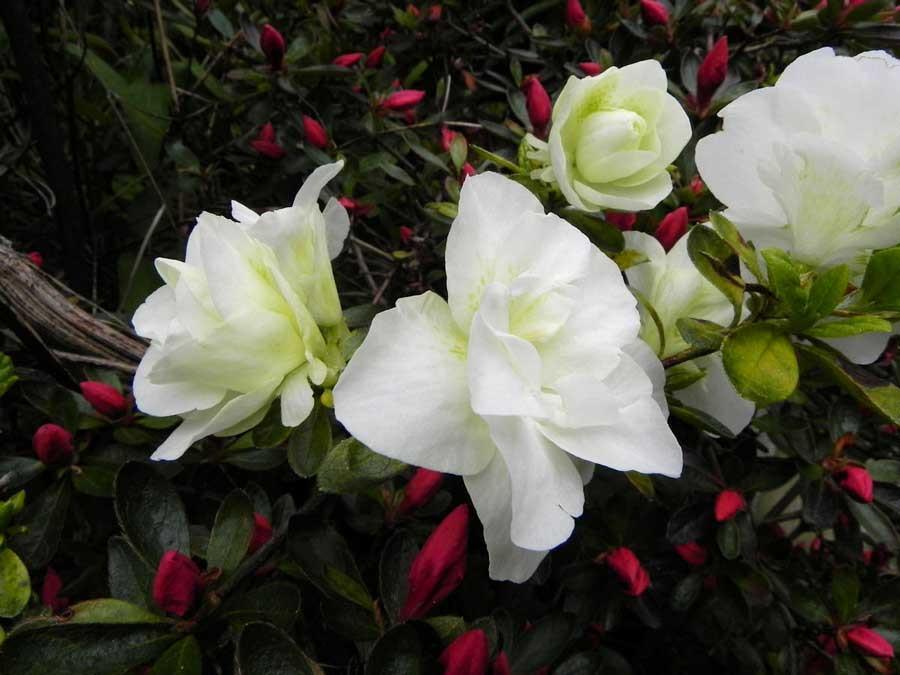 Photo of Azalea (Rhododendron 'Hardy Gardenia') uploaded by Joy