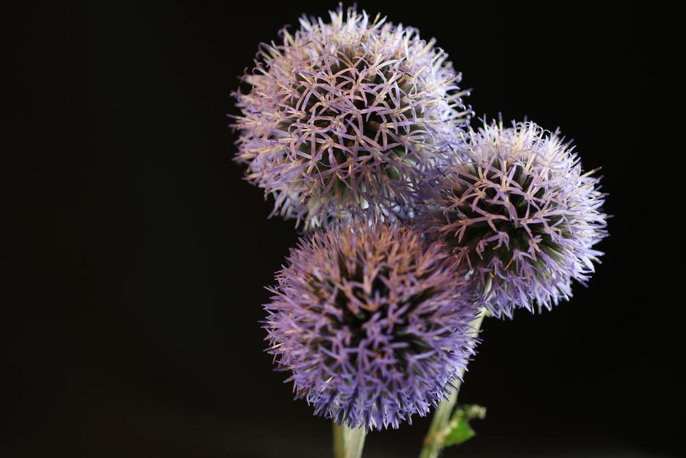 Photo of Globe Thistle (Echinops bannaticus) uploaded by Lucichar