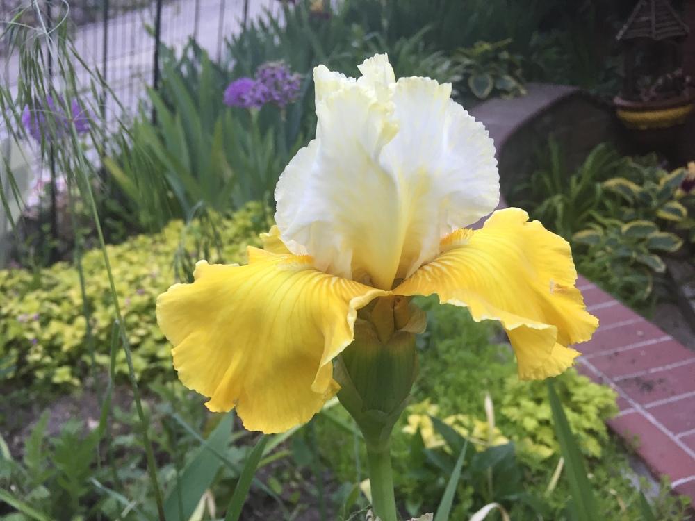 Photo of Tall Bearded Iris (Iris 'Neutron Dance') uploaded by SpringGreenThumb
