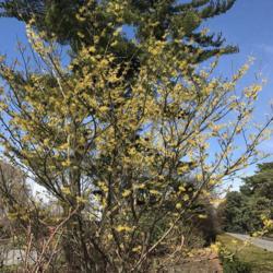 Location: New York Botanical Gardens Bronx NY
Date: 2018-03-03
A sight for sore eyes in late winter!