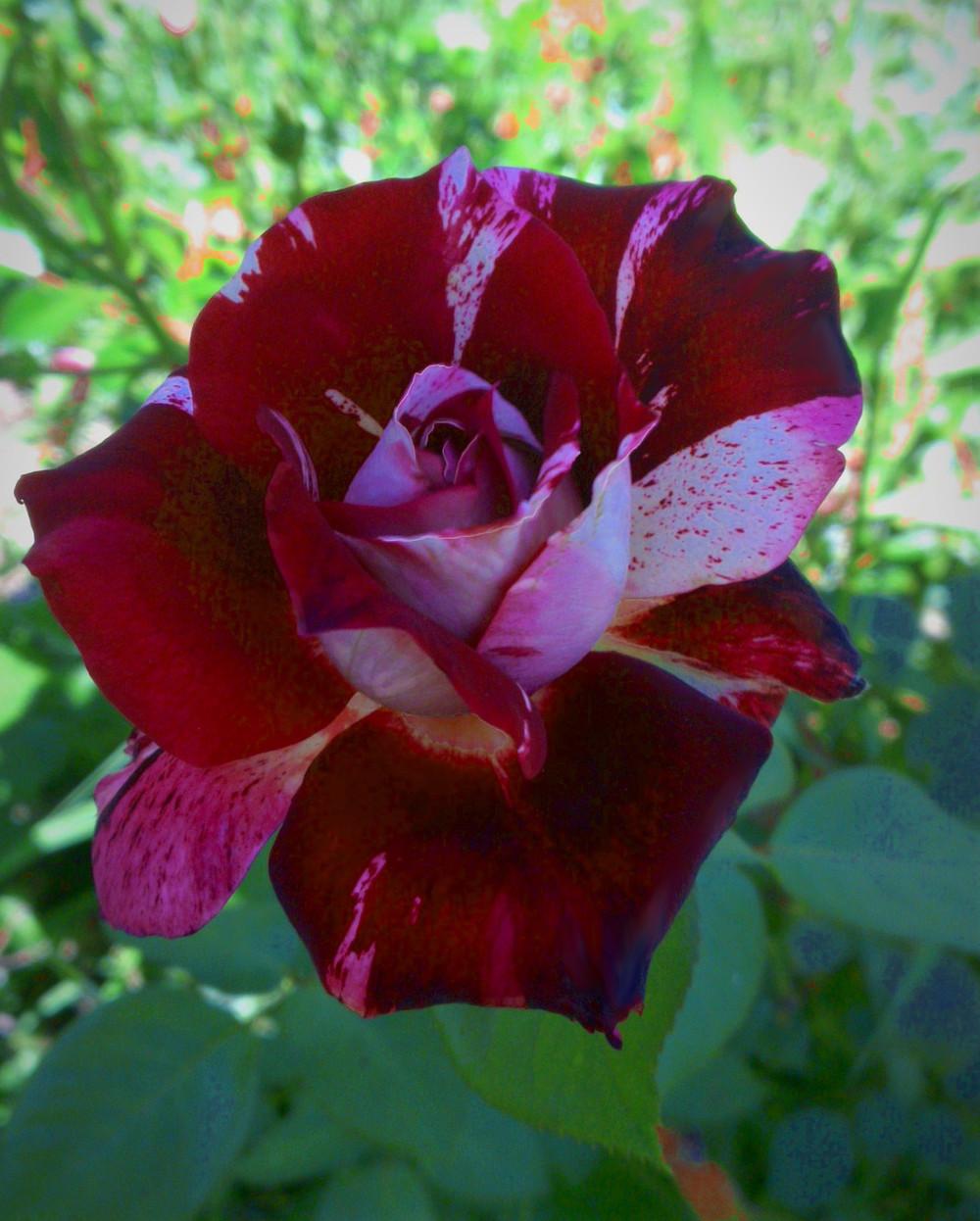Photo of Rose (Rosa 'Julio Iglesias') uploaded by manueldalmeida