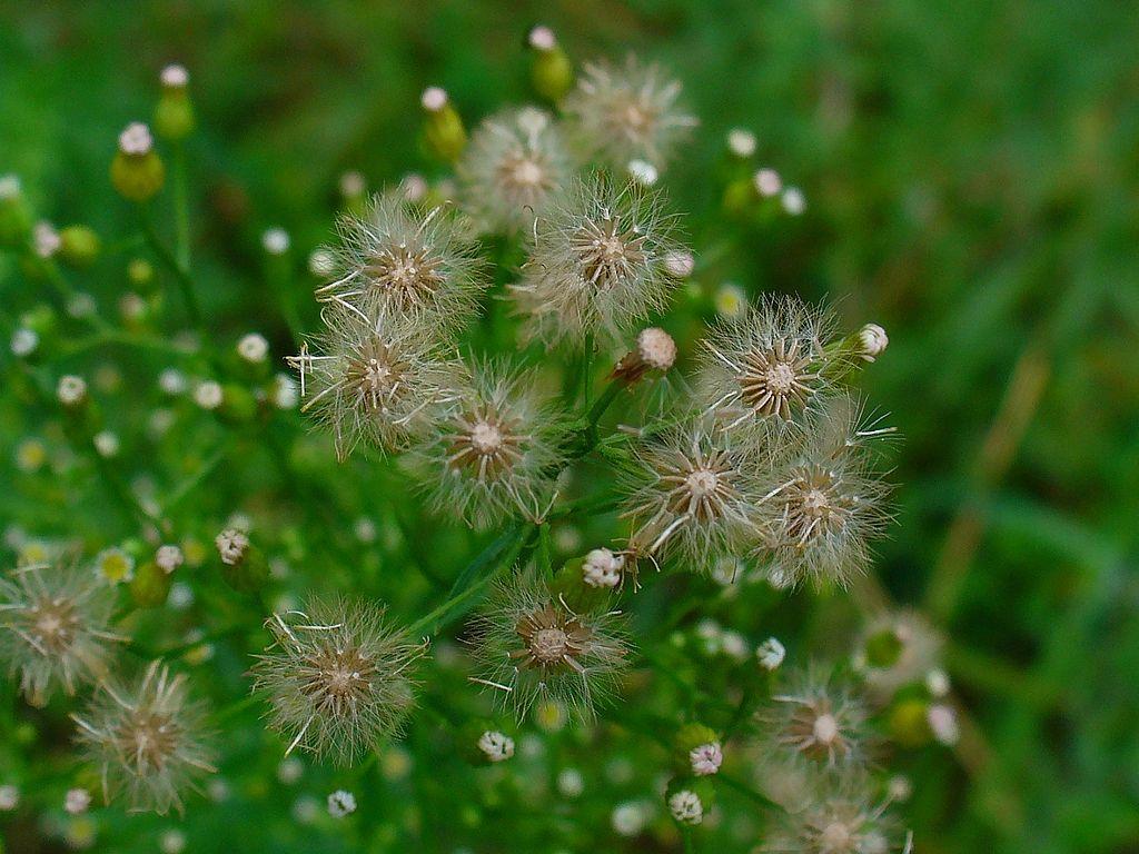 Photo of Horseweed (Erigeron canadensis) uploaded by robertduval14