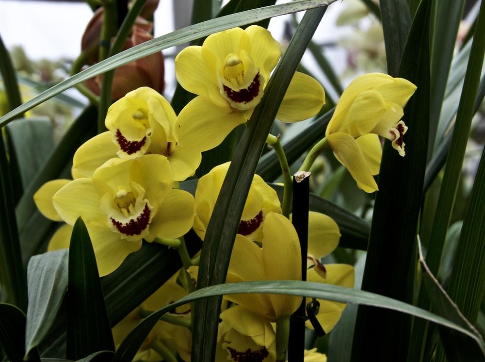 Photo of Orchid (Cymbidium) uploaded by Fleur569