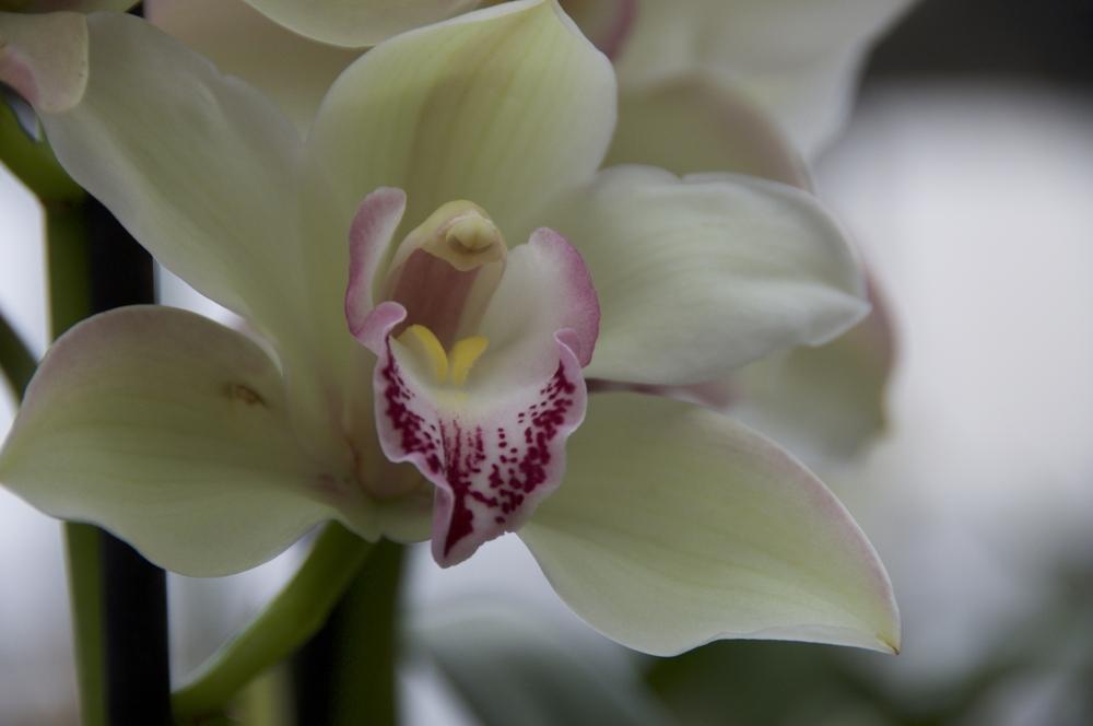 Photo of Orchid (Cymbidium) uploaded by Fleur569