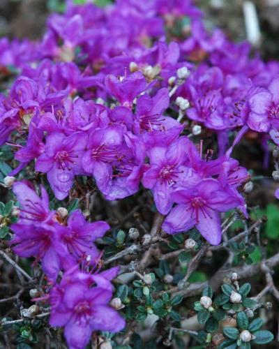 Photo of Dwarf Rhododendron (Rhododendron impeditum) uploaded by Joy