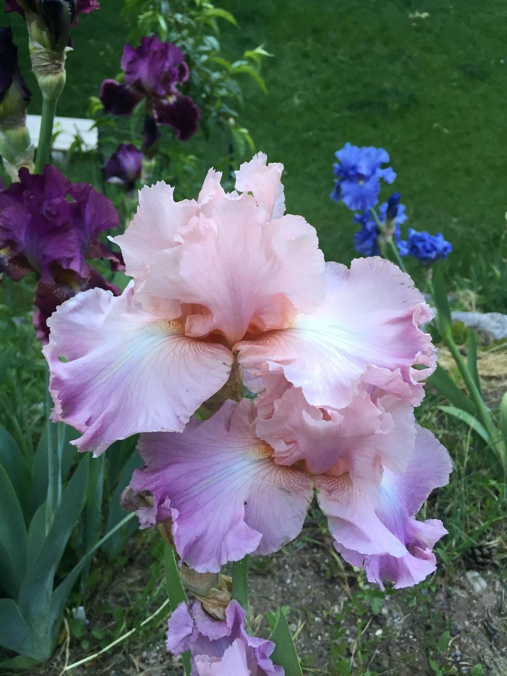 Photo of Tall Bearded Iris (Iris 'Amiable') uploaded by SpringGreenThumb