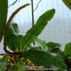 Location: My Garden
Date: 2018-03-03
A great fern for terrarium, vivarium or mounted.