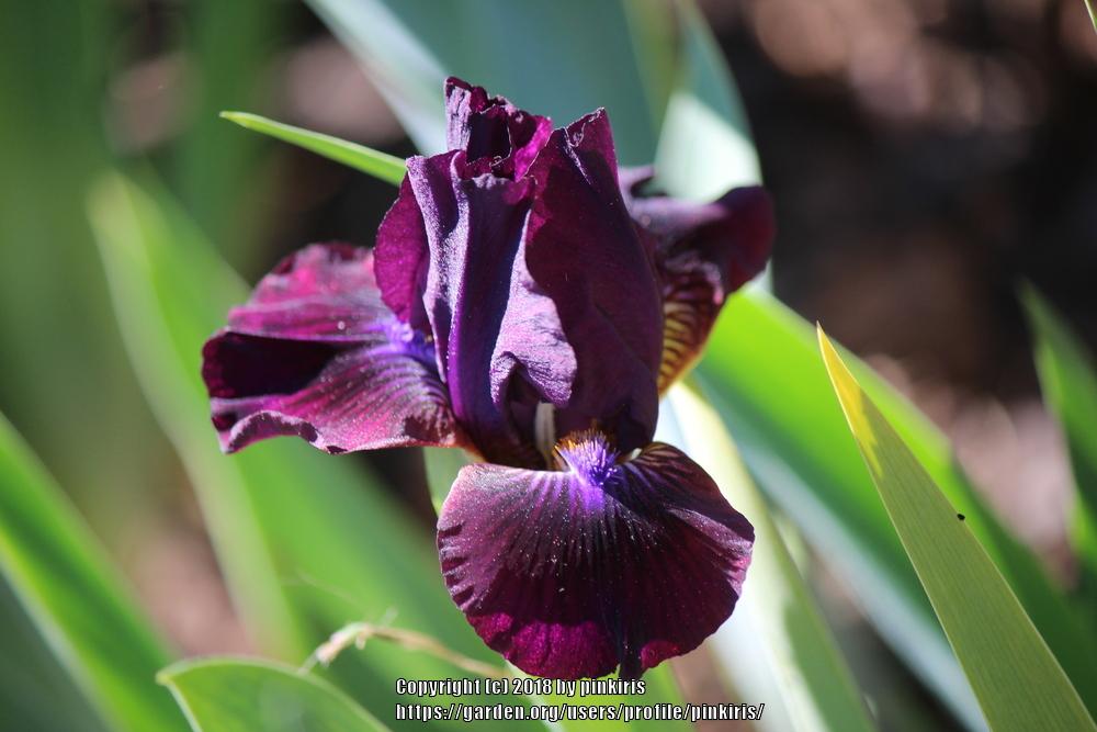 Photo of Standard Dwarf Bearded Iris (Iris 'Jewel Baby') uploaded by pinkiris