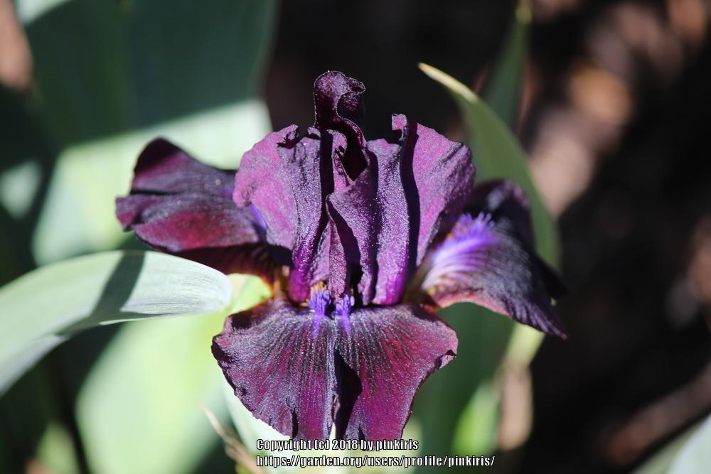 Photo of Standard Dwarf Bearded Iris (Iris 'Jewel Baby') uploaded by pinkiris