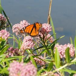 Location: Downingtown, Pennsylvania
Date: 2017-08-05
Monarch on flowers at pond