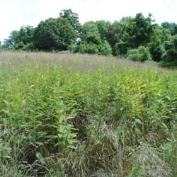 Location: Stroud Land Preserve in southeast PA
Date: 2012-07-22
field with milkweeds