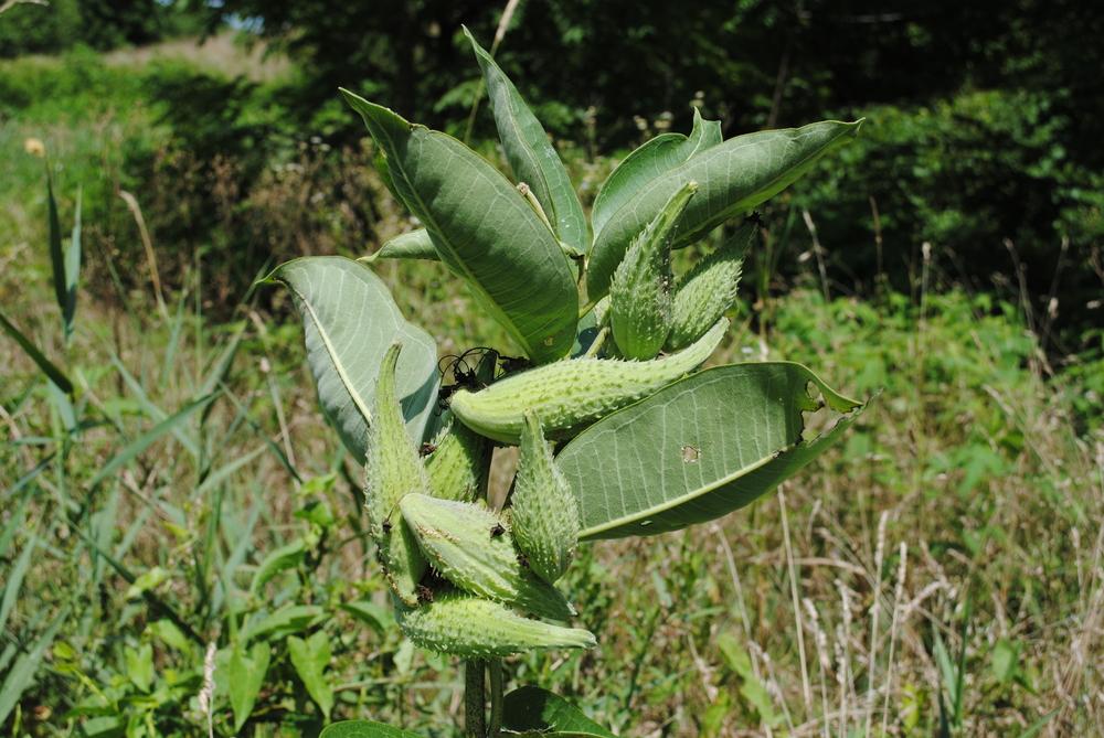 Photo of Common Milkweed (Asclepias syriaca) uploaded by ILPARW