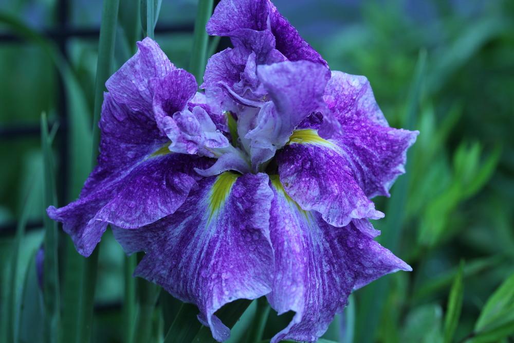 Photo of Japanese Iris (Iris ensata 'Tropical Storm') uploaded by Lucichar
