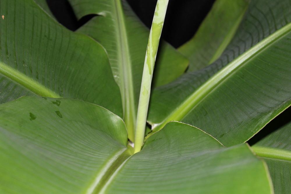 Photo of Dwarf Banana (Musa acuminata 'Super Dwarf Cavendish') uploaded by moth