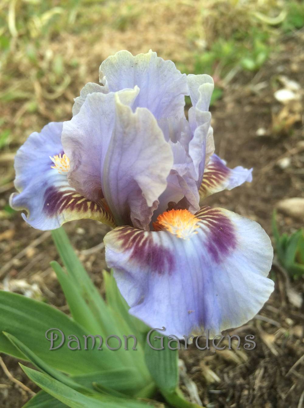 Photo of Standard Dwarf Bearded Iris (Iris 'Eye of Sauron') uploaded by DamonGardens