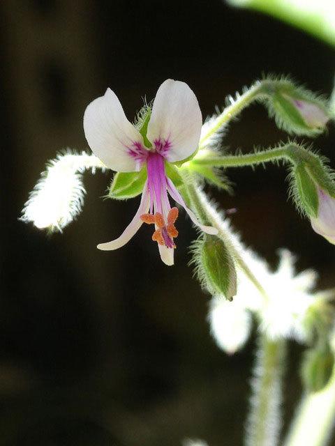 Photo of Peppermint-Scented Geranium (Pelargonium tomentosum) uploaded by Fabian2401