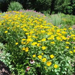 Location: near Downingtown, Pennsylvania
Date: 2013-07-05
plants in bloom in garden