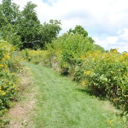 Location: Stroud Land Preserve in southeast PA
Date: 2012-07-22
masses in bloom along a path