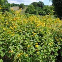 Location: Stroud Land Preserve in southeast PA
Date: 2012-07-22
a mass of plants together
