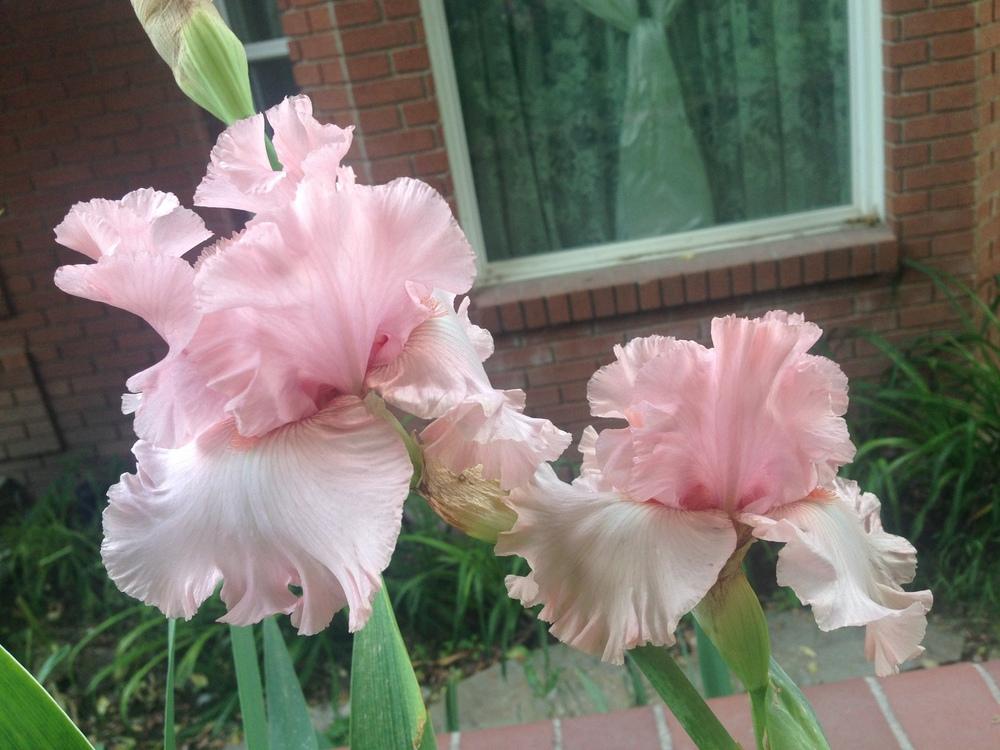 Photo of Tall Bearded Iris (Iris 'April in Paris') uploaded by SpringGreenThumb