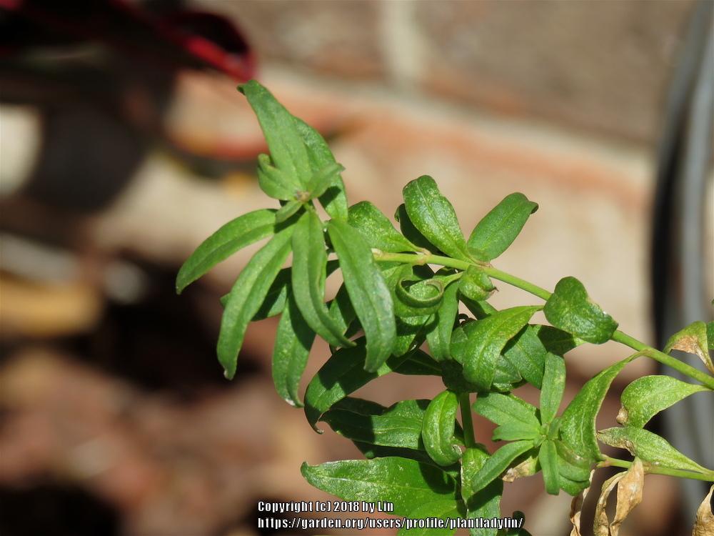 Photo of Snapdragon (Antirrhinum) uploaded by plantladylin