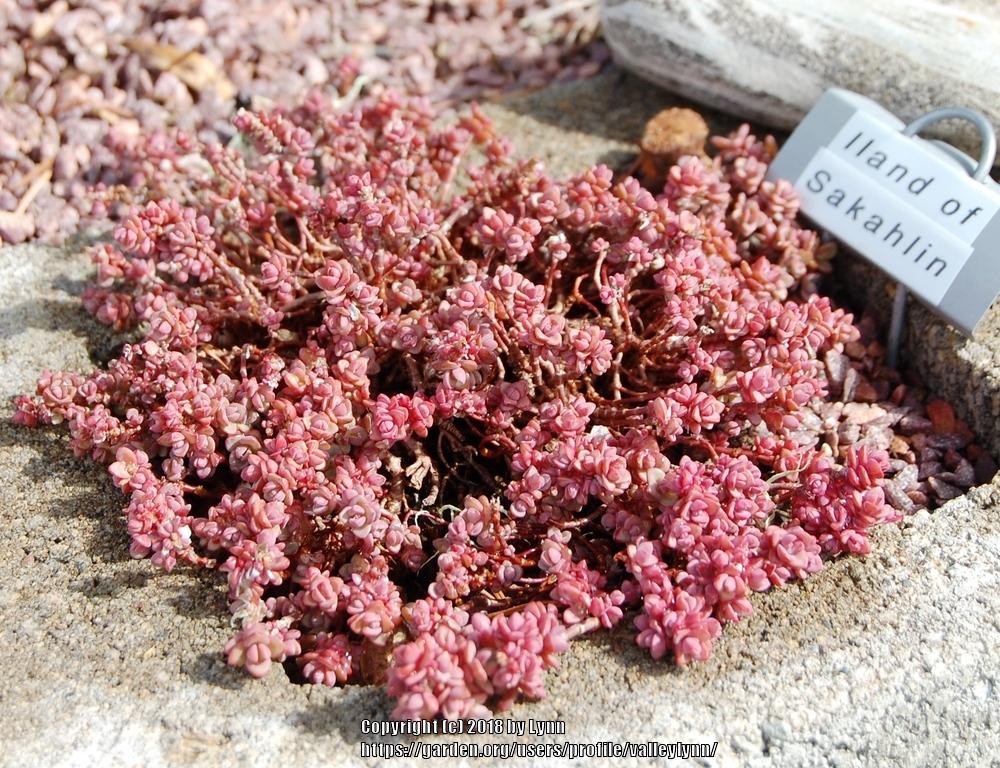 Photo of Sedum (Hylotelephium pluricaule 'Isle of Sakhalin') uploaded by valleylynn
