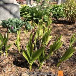 Location: Hamilton Square Garden, Historic City Cemetery, Sacramento CA.
Date: 2018-03-06
Our troupe of Ground Orchids spread a bit each year by undergroun