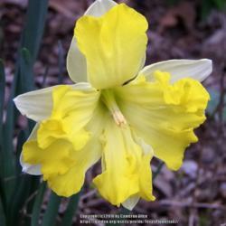 Location: Plano, TX
Date: 2018-03-04
Split-cupped daffodil