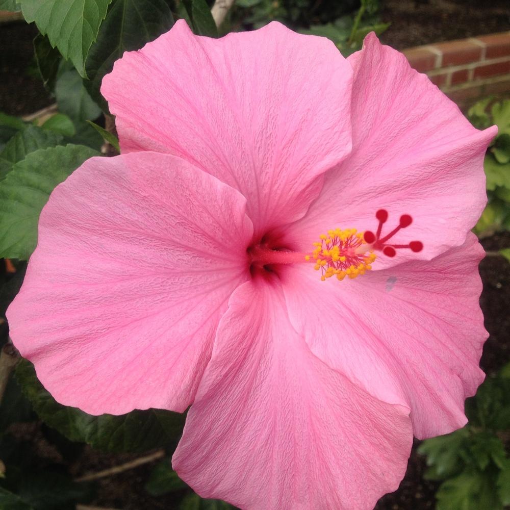 Photo of Tropical Hibiscus (Hibiscus rosa-sinensis 'Seminole Pink') uploaded by csandt