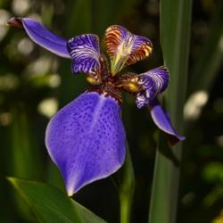 Location: Botanical Gardens of the State of Georgia...Athens, Ga
Date: 2018-03-07
Neomarica caerulea - Giant Apostle's Iris 015