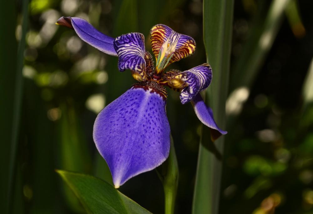 Photo of Walking Iris (Trimezia coerulea) uploaded by dawiz1753