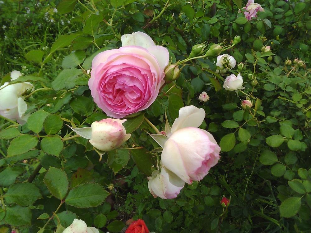 Photo of Rose (Rosa 'Pierre de Ronsard') uploaded by manueldalmeida
