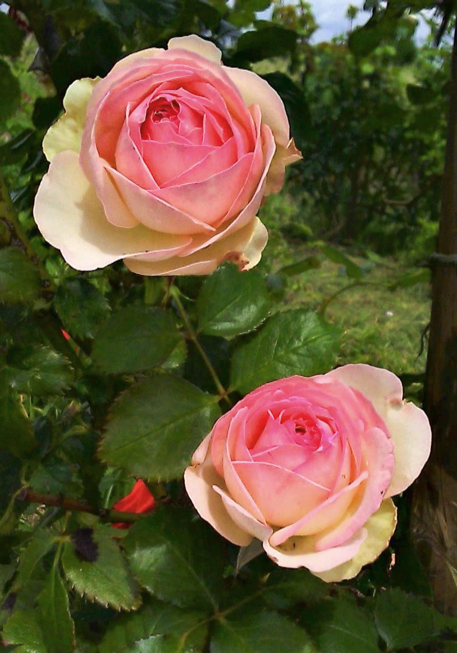 Photo of Rose (Rosa 'Pierre de Ronsard') uploaded by manueldalmeida