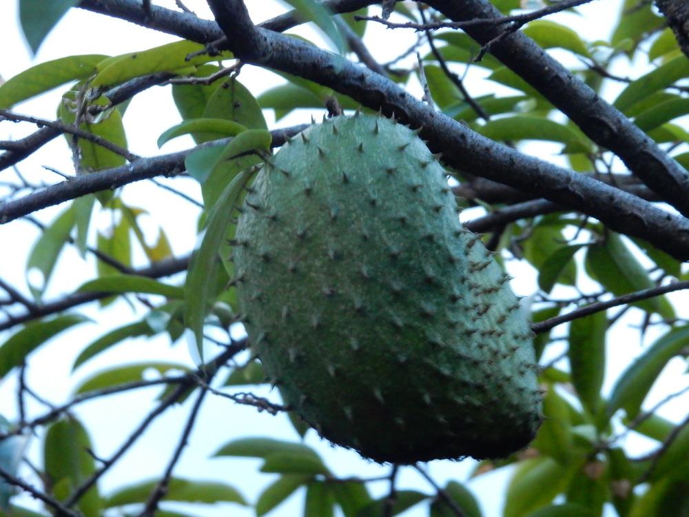 Photo of Soursop (Annona muricata) uploaded by tofitropic