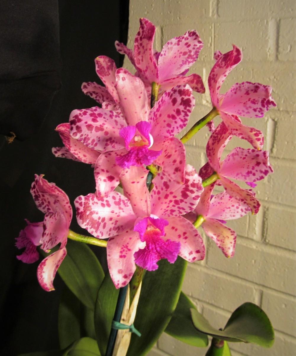 Photo of Orchid (Cattleya amethystoglossa) uploaded by Sscape