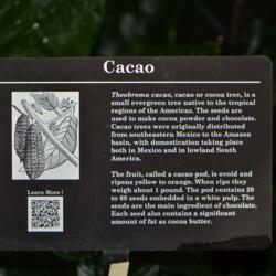 Location: Botanical Gardens of the State of Georgia...Athens, Ga
Date: 2018-03-07
Cacao Information