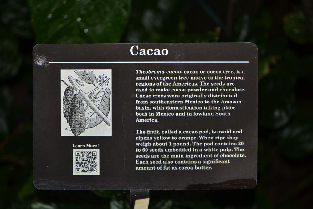 Photo of Cocoa Tree (Theobroma cacao) uploaded by dawiz1753
