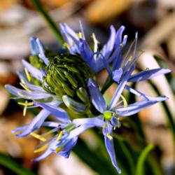 Location: Botanical Gardens of the State of Georgia...Athens, Ga
Date: 2018-03-07
Wild Hyacinth (Camassia leichtlinii) 003