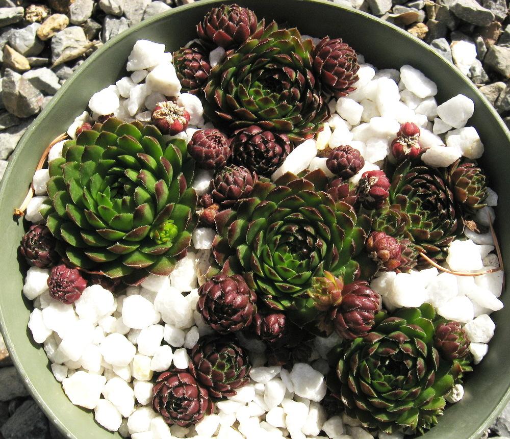 Photo of Rollers (Sempervivum globiferum subsp. allionii 'from Col de Turini') uploaded by plantmanager